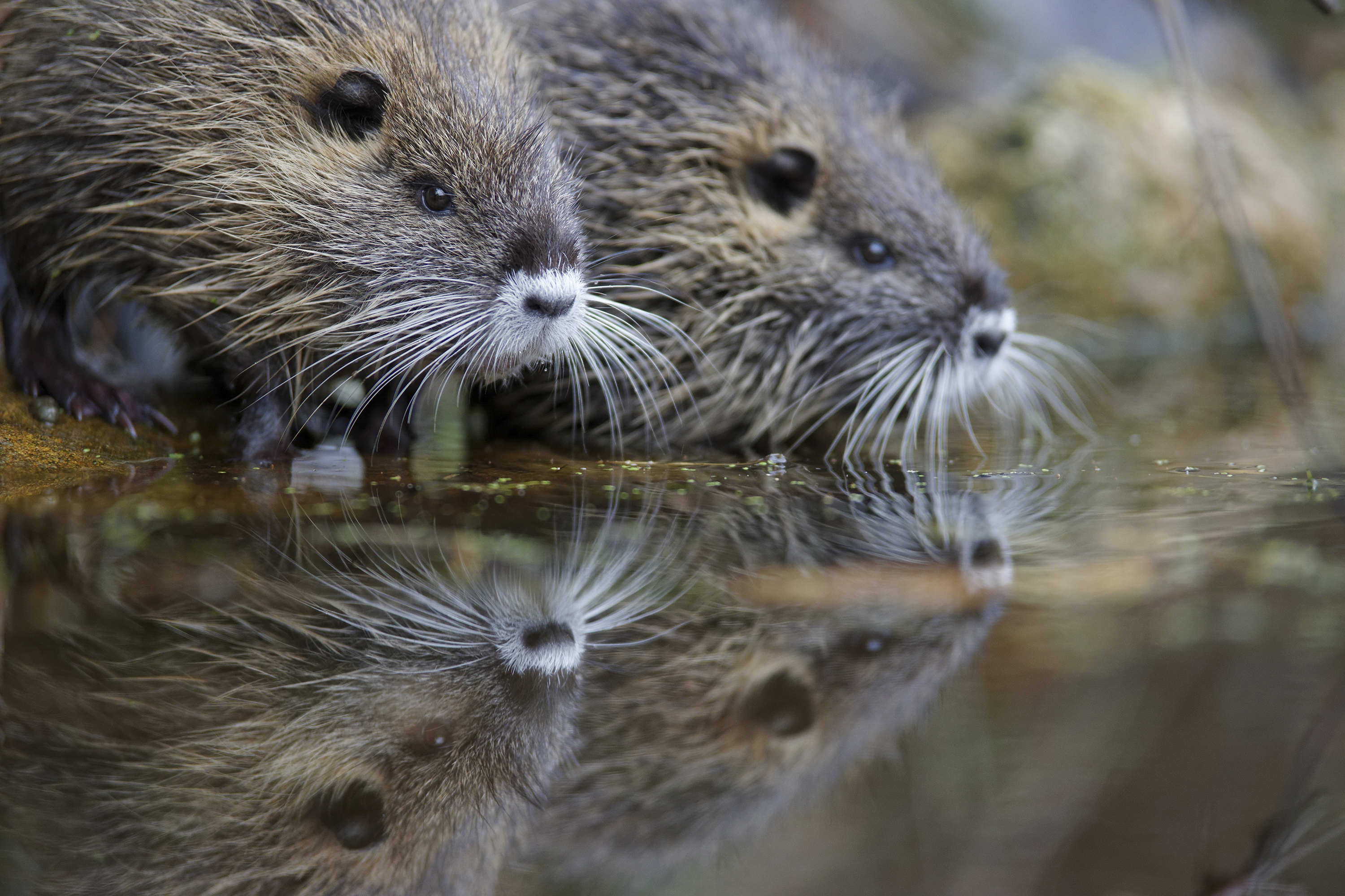Koipu batzuk ('Myocastor coypus), ibai baten ertzean. EFE