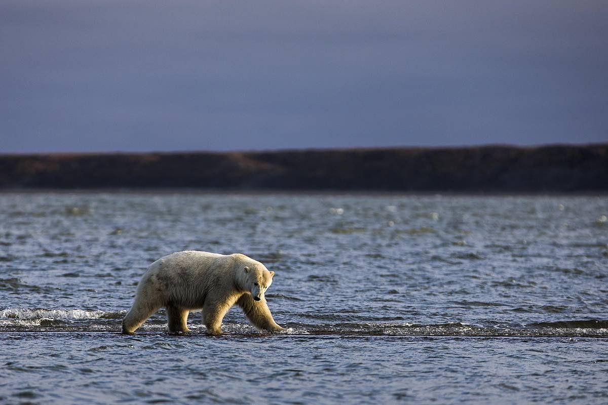 Hartz zuri bat janari bila, Alaskan. JIM LO SCALZO / EFE