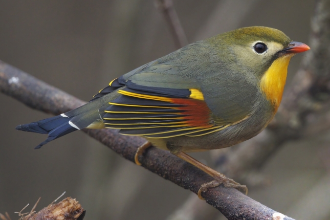 Leiotrix mokogorria. EBIRD Leiotrix mokogorria. EBIRD
