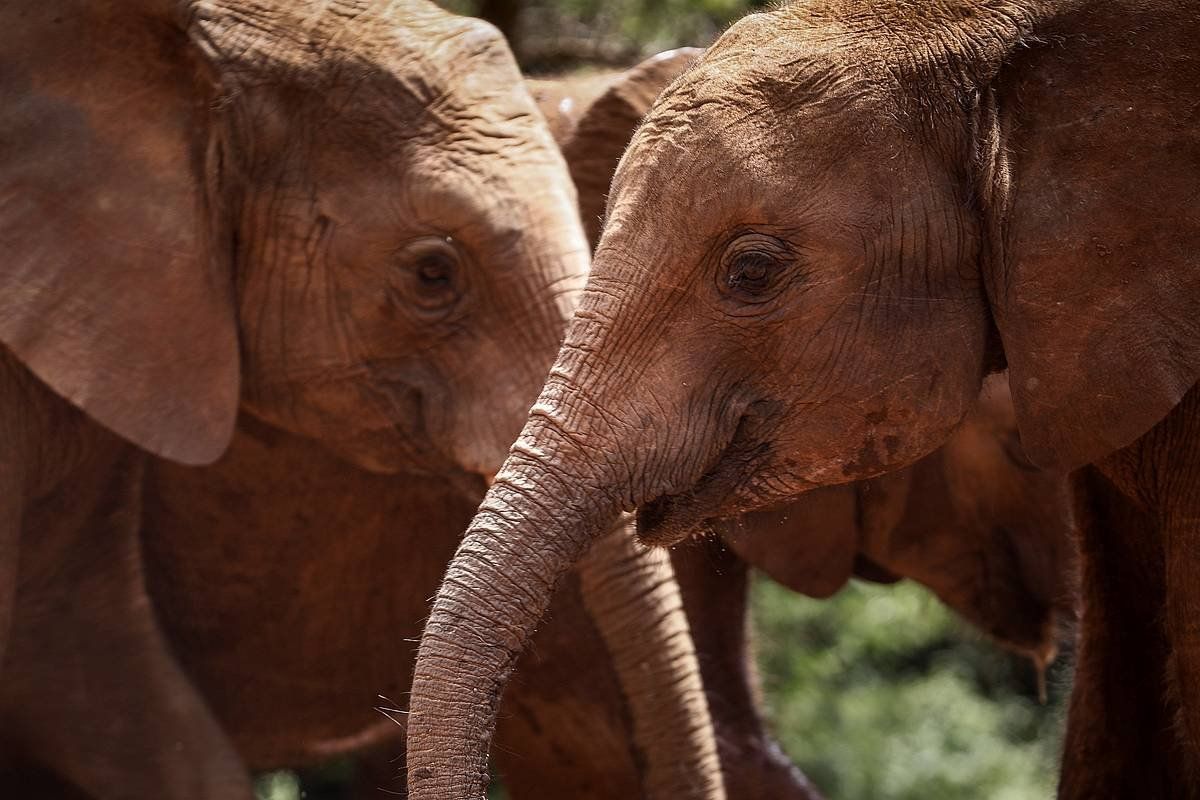 Elefante kume batzuk Kenyan. DAI KUROKAWA / EFE