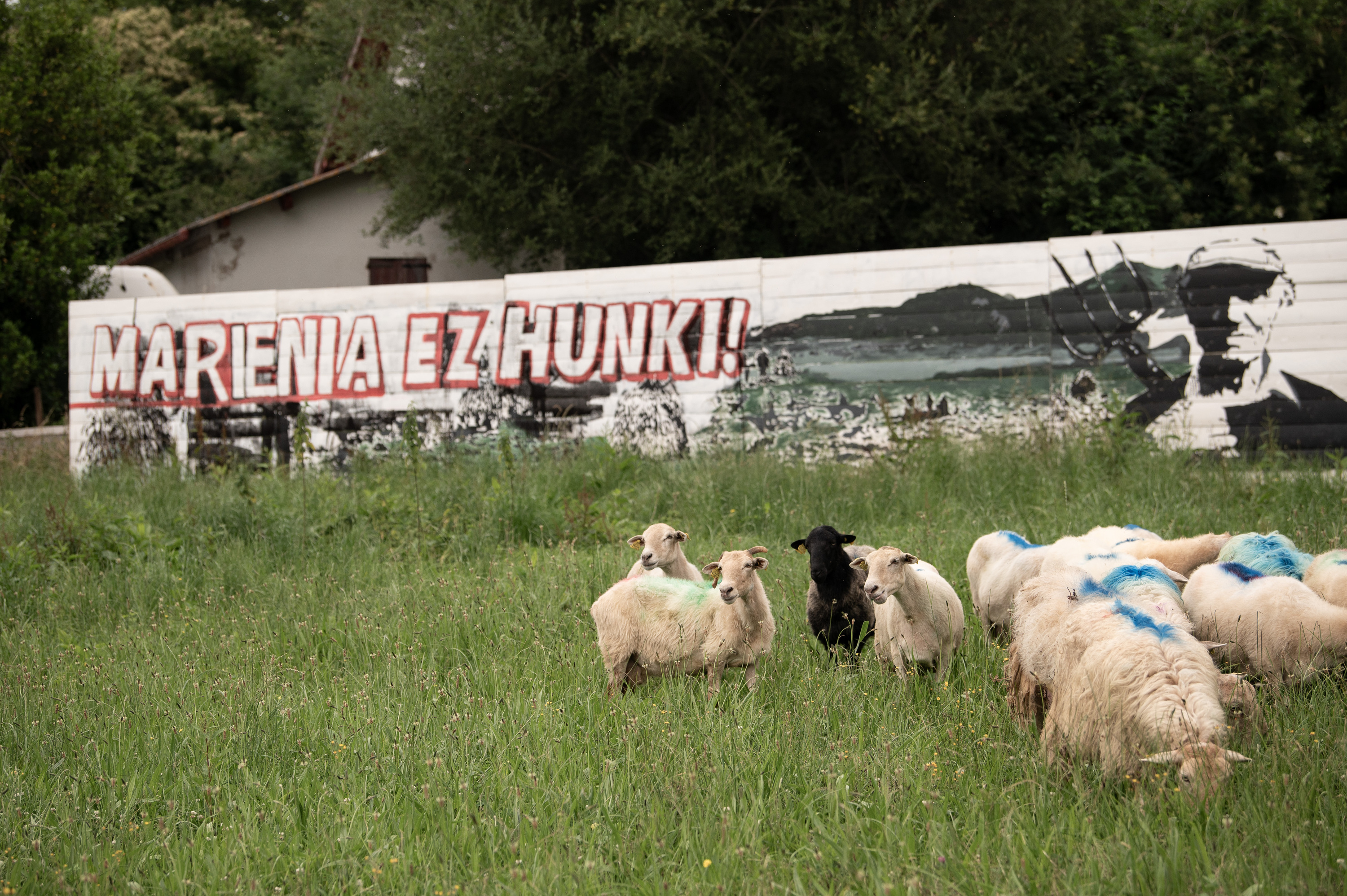 Ardiak Marieneko lurretan, ekainaren 10an. PATXI BELTZAIZ
