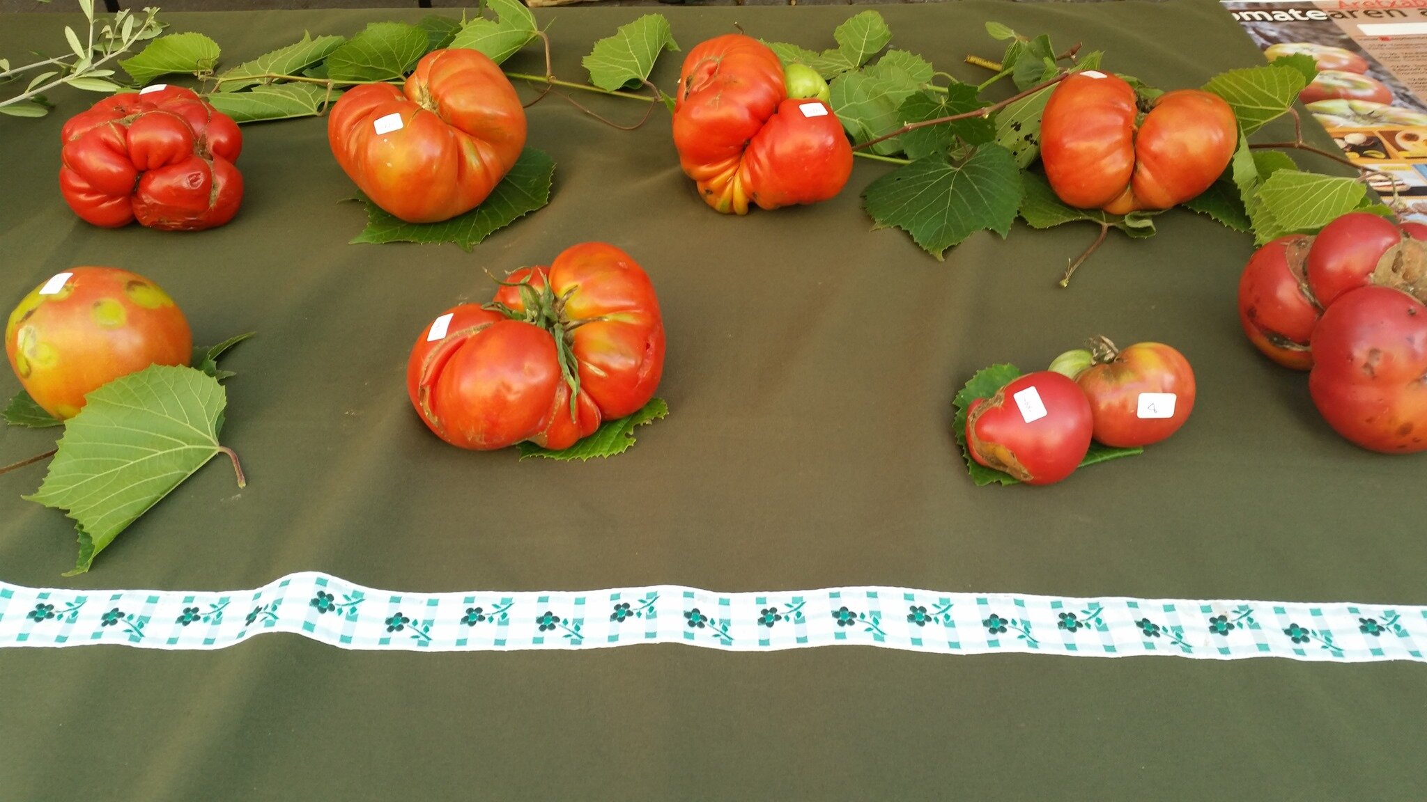 Bertako zenbait tomate barietate, Aretxabaletako tomatearen egunean ikusgai. ARETXABALETAKO UDALA