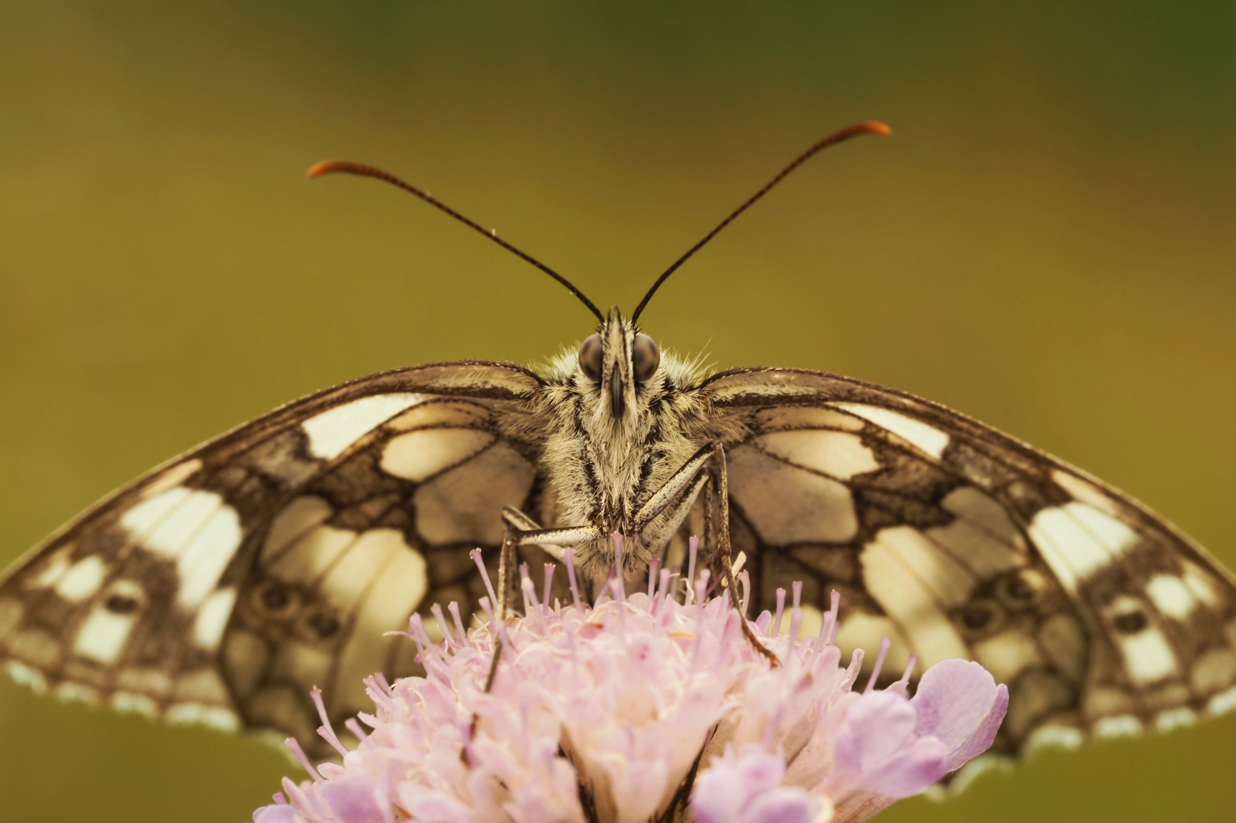 Galathea aurrez aurre