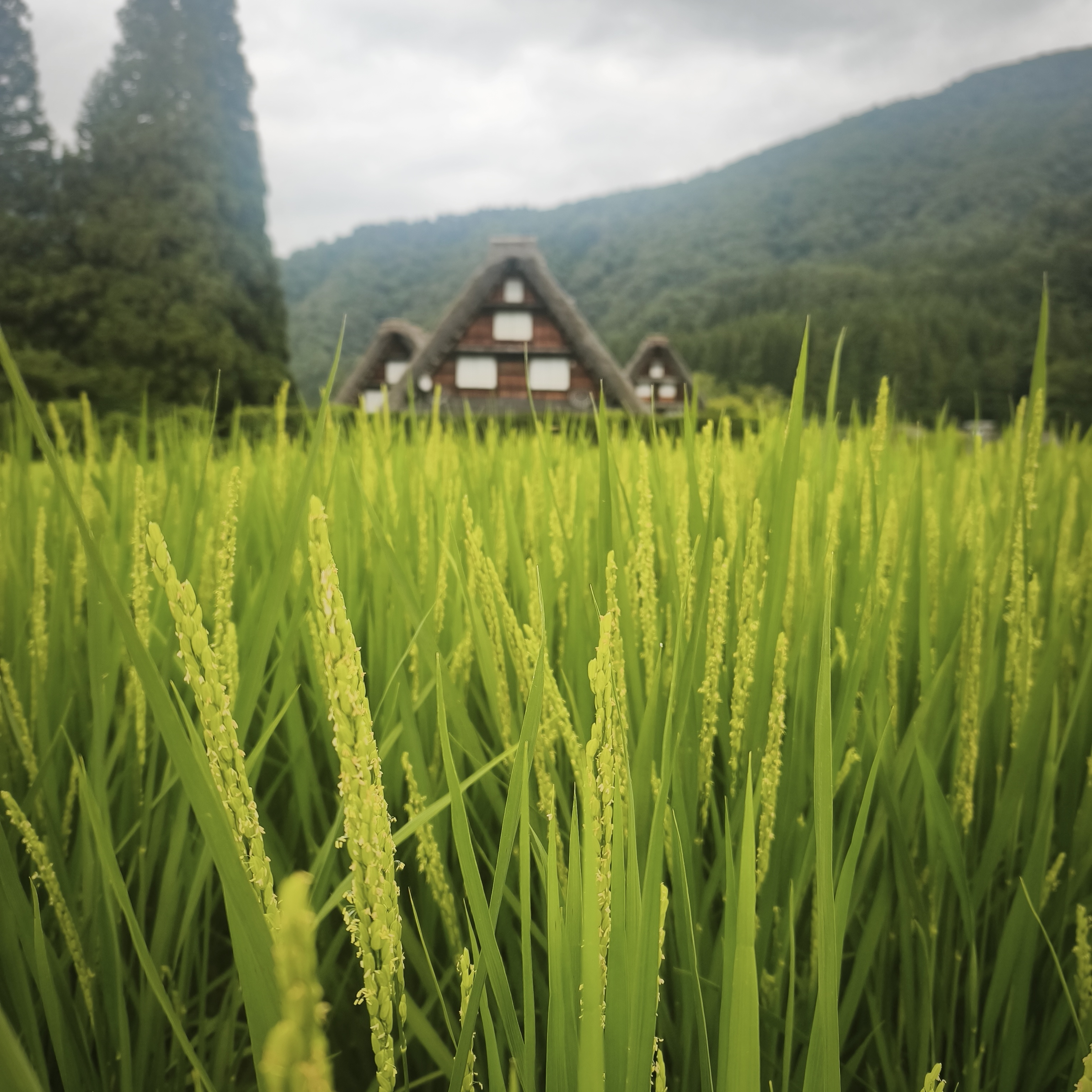 Arroza, Japoniako Alpeetan