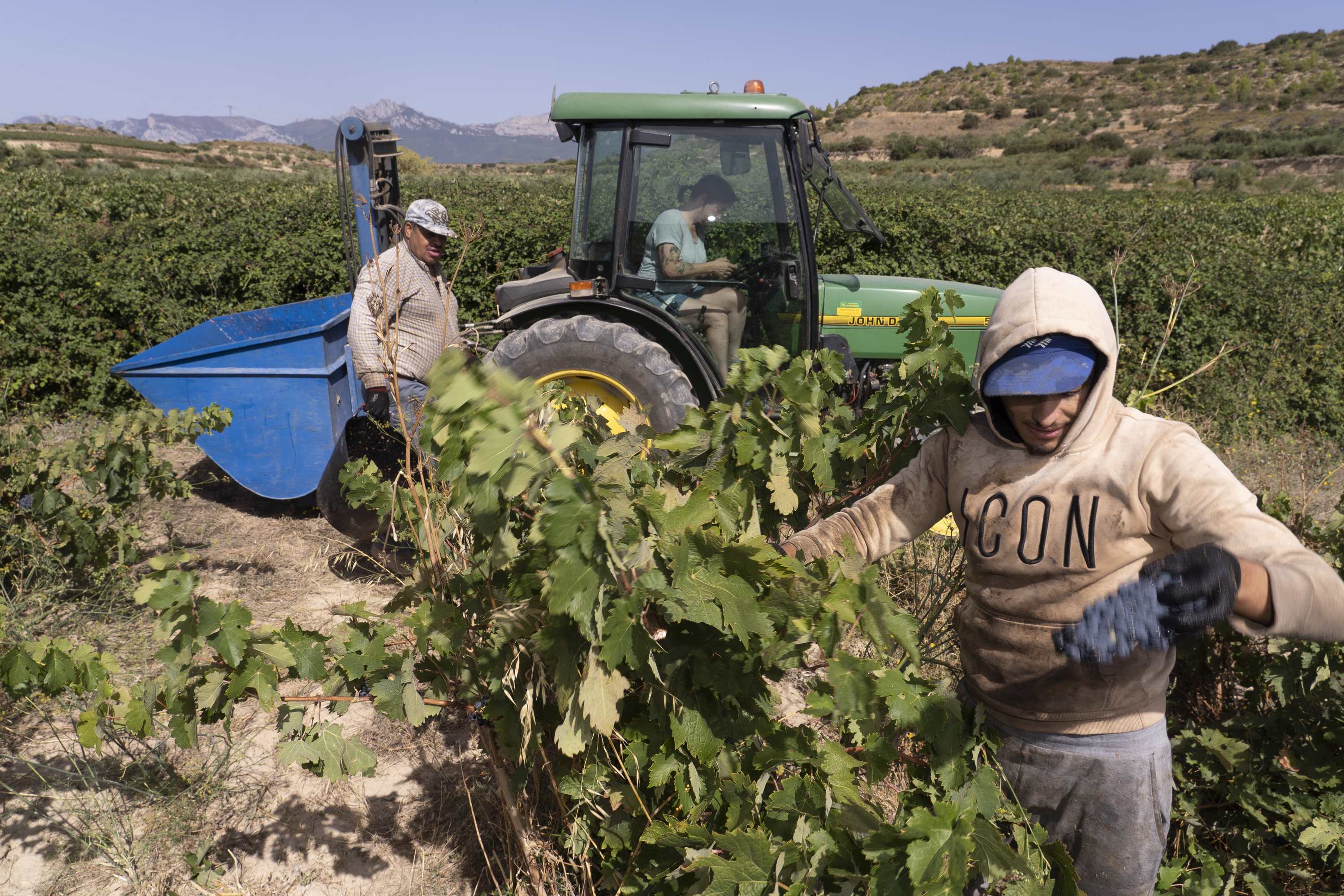 Mahats bilketa El Mozo Wines upategiaren lursailetako batean, iragan astean. IÑIGO URIZ / FOKU