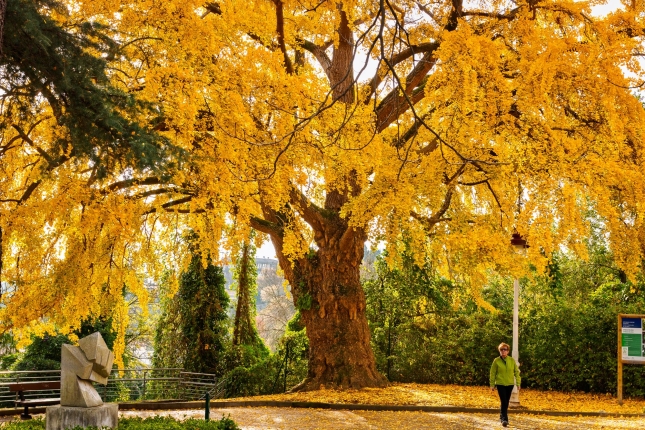 Hernaniko gingko biloba. VICENTE GUINEA Hernaniko gingko biloba. VICENTE GUINEA