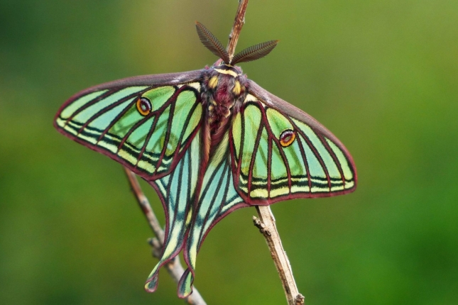 Actias isabelae Navarra Actias isabelae Navarra