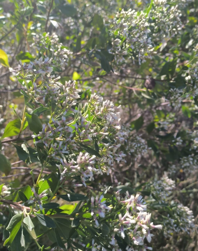 Baccharis halimifolia espezieko zuhaixka bat, gaur, Gautegiz Arteagan. BERRIA Baccharis halimifolia espezieko zuhaixka bat, gaur, Gautegiz Arteagan. BERRIA