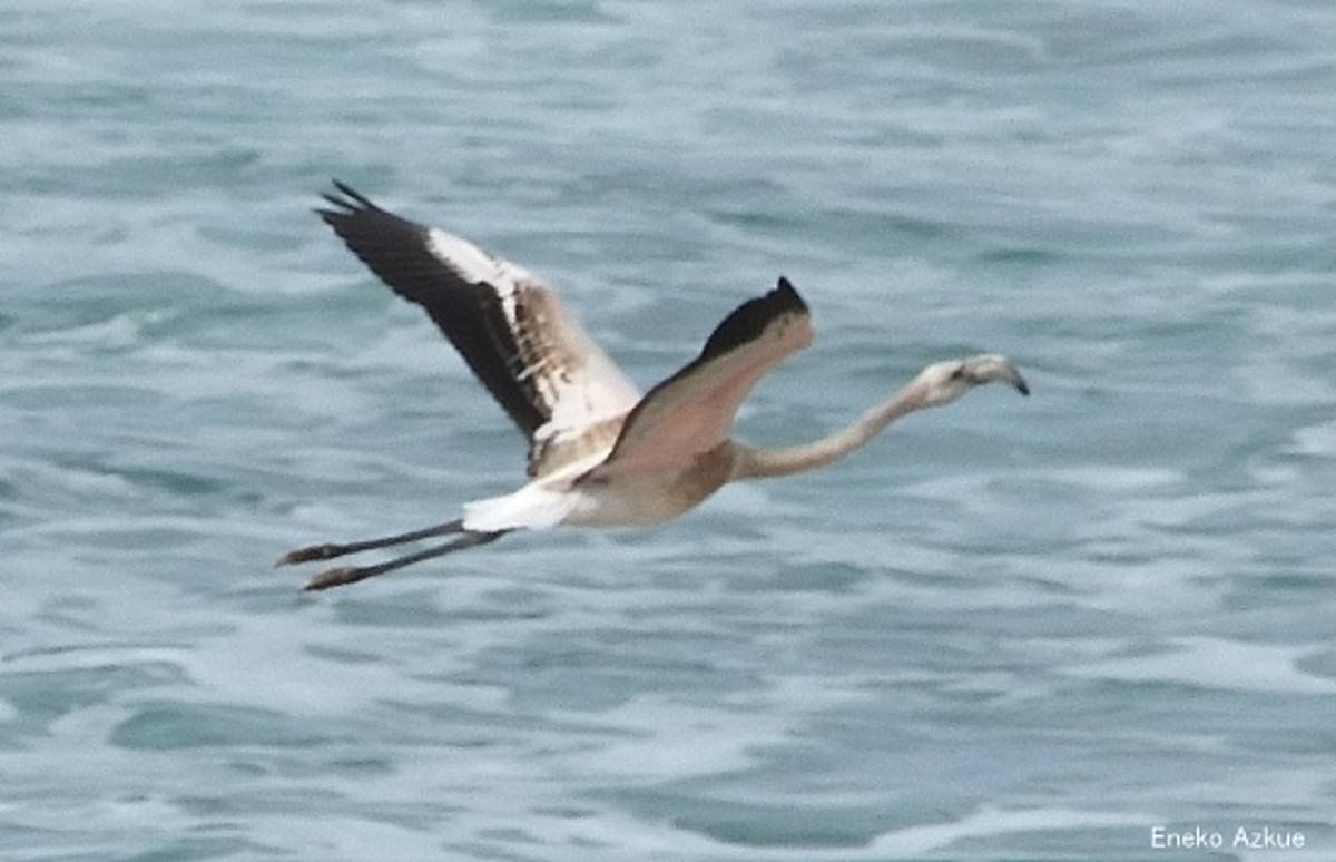 Flamenko bat Zarautzen. ARKAMURKA