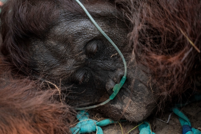 (ID_16400690) INDONESIA WILDFIRE (ID_16400690) INDONESIA WILDFIRE