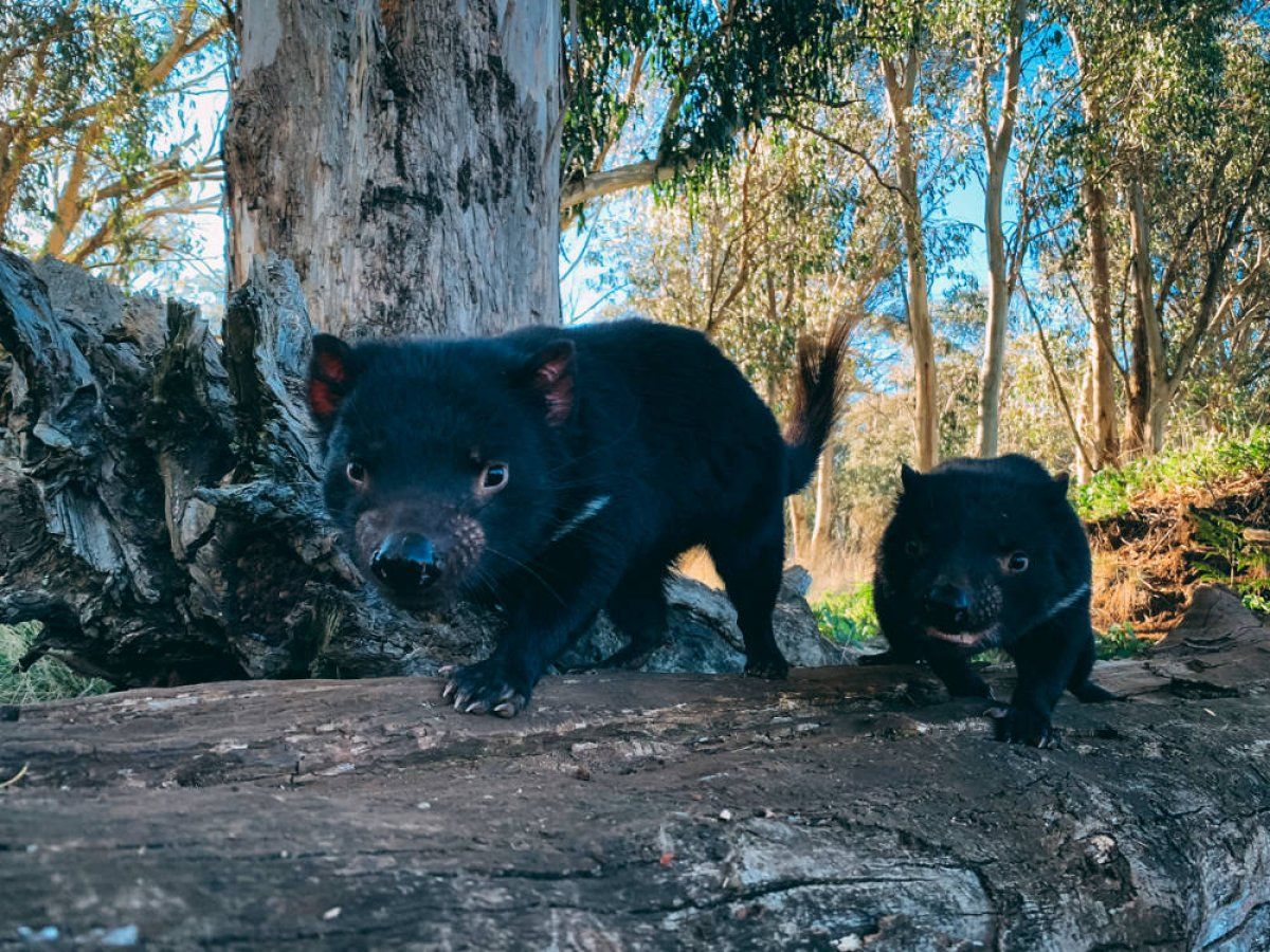 WildArk. TASMANIAKO DEABRUAK LIBRE AUSTRALIAKO KONTINENTEAN, LEHEN ALDIZ AZKEN EHUNKA EDO MILAKA URTEOTAN..