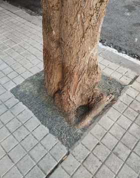 Zuhaitza itotzen duen txorko bat, Iruñeko Arrotxapea auzoan. NAFARROAKO HITZA Zuhaitza itotzen duen txorko bat, Iruñeko Arrotxapea auzoan. NAFARROAKO HITZA