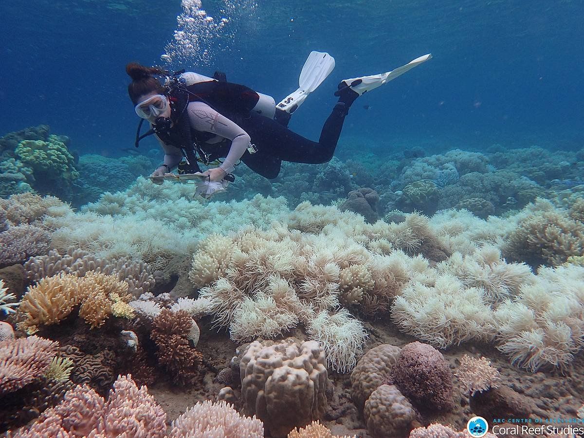 Urpekari bat, kolorea galduriko koralen artean, Austaliako Arrezife Hesi Handian. GREG TORDA/ARC CENTRE CORAL REEF / EFE
