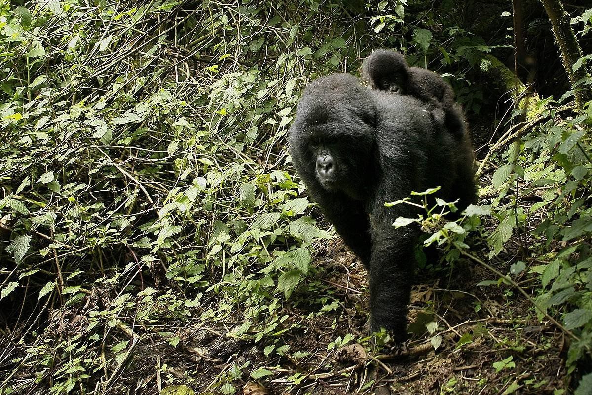 Mendiko gorilak, Virungan. Han bizi da animalia horren populazioaren laurdena. JEROME DELAY / EFE