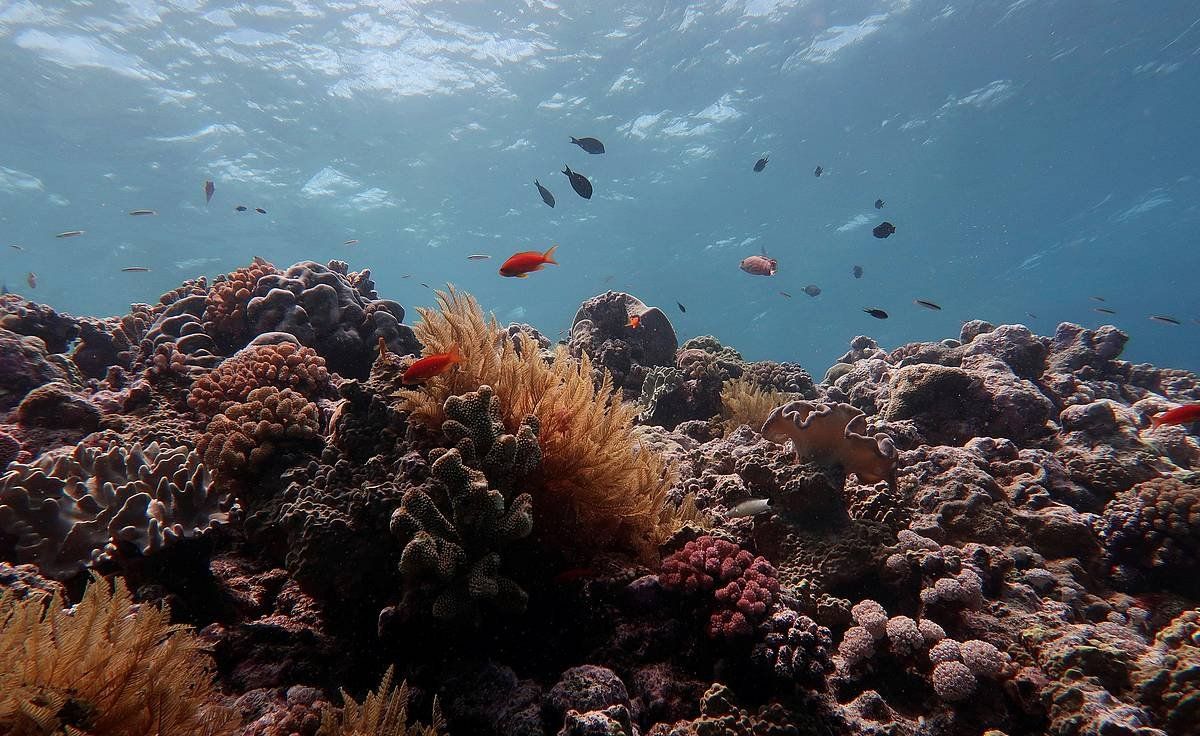 Australiako Koral Hesi Handia, munduko koralezko uharririk handiena, artxiboko argazki batean. ANDREAS DIETZEL / EFE