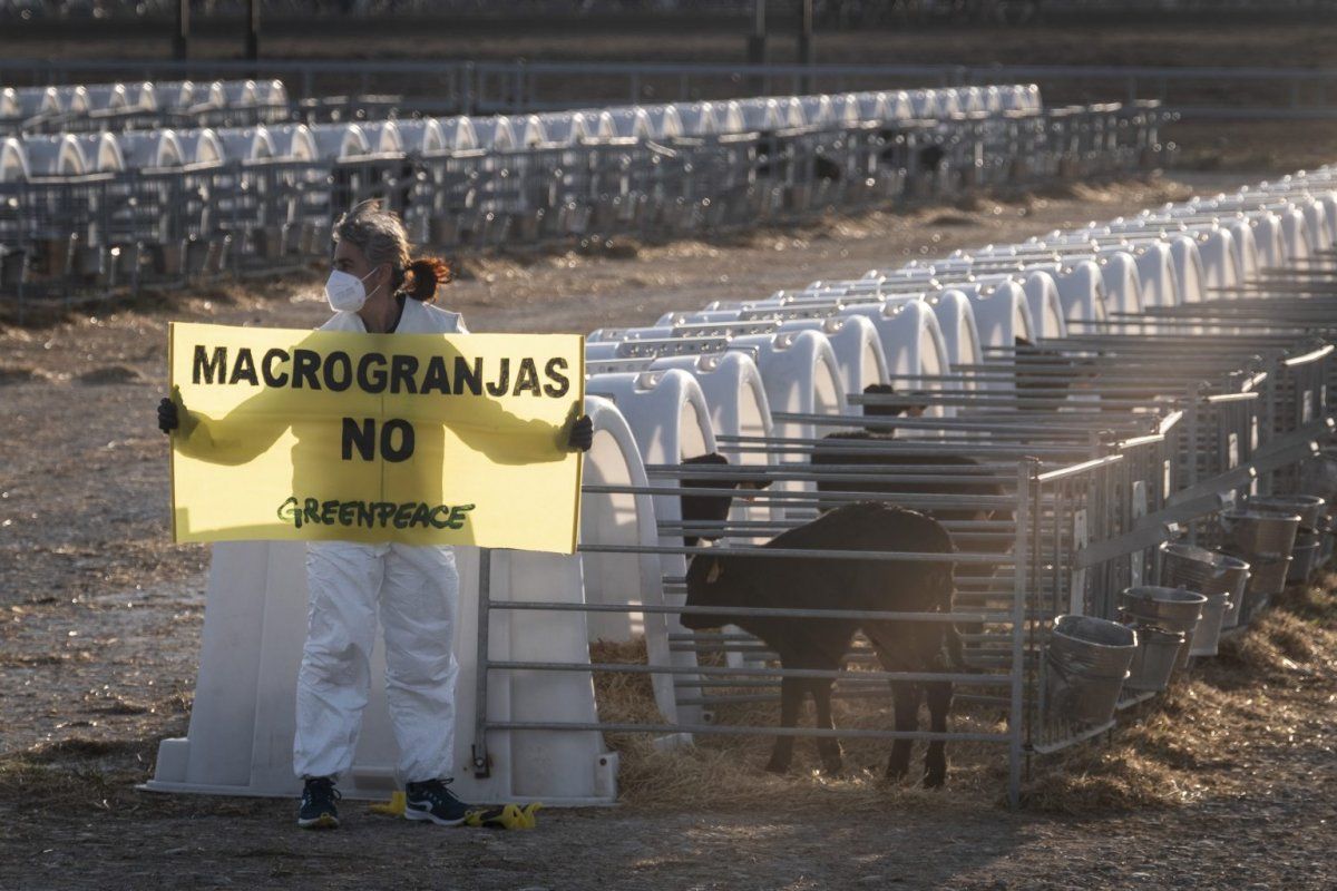 Greenpeaceko kide bat protesta egiten Caparrosoko etxaldean, astelehenean. GREENPEACE.